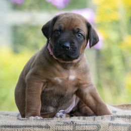Girl 3 - Red wheaten female Rhodesian Ridgeback puppy in Hillman, Minnesota from Rhoxwood Kennel