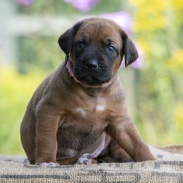 Girl 3 - Red wheaten female Rhodesian Ridgeback puppy in Hillman, Minnesota from Rhoxwood Kennel