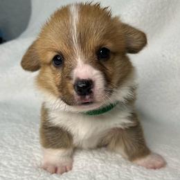 Cannoli - Red male Pembroke Welsh Corgi puppy in Ocala, Florida from Osborne Corgis