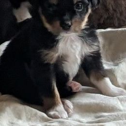 Betty - Black tri female Toy Australian Shepherd puppy in Bly, Oregon from Rockin AC Toy Aussies