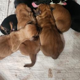 Male black and Tan lage - Black and brown male Basset Hound puppy in Oviedo, Florida from Boss Farms