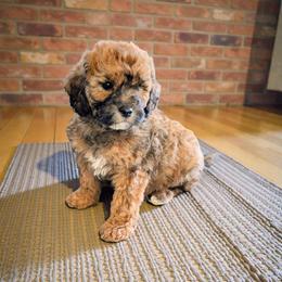 Monopoly - Sable male Cavapoo puppy in Sparta, Missouri from Sis' Doodles & Poodles