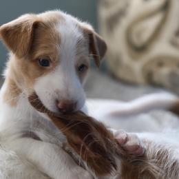 Ibizan Hound Puppies from Altamira Wire Ibizan Hounds