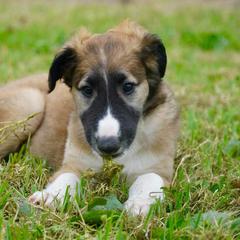Borzoi Puppies from Rezance Borzoi