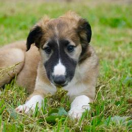 Borzoi Puppies from Rezance Borzoi
