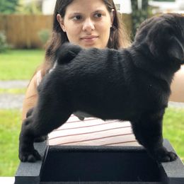 Pug Puppies from Cydney & Co Pugs