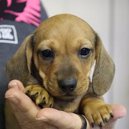 Chilli - Red male Dachshund puppy in Prunedale, California from Tiny Teckels Miniature Dachshunds