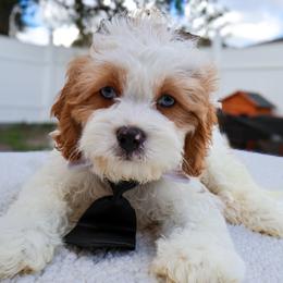 Bear - White male Cavapoo puppy in Apopka, Florida from Rae Precious Puppies