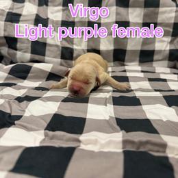 Light purple - Golden female Golden Retriever puppy in Salt Lake City, Utah from Soaring golden retrievers