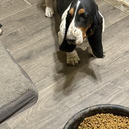 Basset Hound puppies from Royal Baez Basset