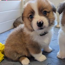 Boy 3 Mr. Dark Green - White and red male Pembroke Welsh Corgi puppy in Milton, Florida from Milton Corgis