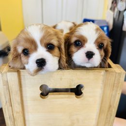 Cavalier King Charles Spaniel Puppies from Solheimar
