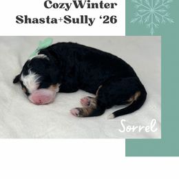 Sorrel - Tri-color female Bernedoodle puppy in Syracuse, Utah from Redrockbernedoodles