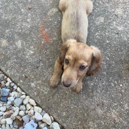 Shelby - Dachshund