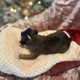 Cider - Sable female Bernedoodle puppy in Alabama from Peach & Pawmetto Doodles