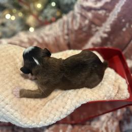 Cider - Sable female Bernedoodle puppy in Alabama from Peach & Pawmetto Doodles