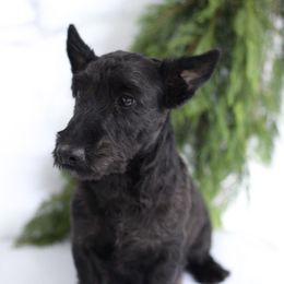 Fara - Scottish Terrier