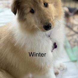 Winter - Sable merle and white female Collie puppy in Norris City, Illinois from Hoskins Collies