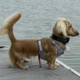 Fritz - Dachshund