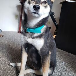 Shiba Inu from Ka-Shira Shibas