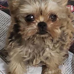 Billy - Red male Brussels Griffon puppy in Nc, Florida from Brusseluv2