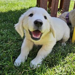 Boy - 4th Pick - Light golden male Golden Retriever puppy in Citrus Heights, California from NorCalGoldens