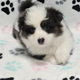 BLUE - Gray and white male American Corgi puppy in Walker, Iowa from Double K Corgis