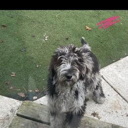 Deja - Bernedoodle