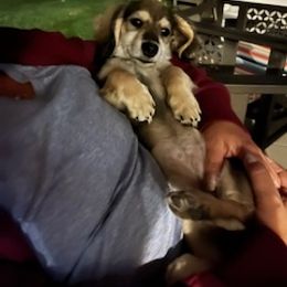 Dachshund Puppies from M & M Breeding