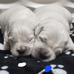 2nd pick - Light golden male Golden Retriever puppy in Clay Center, Nebraska from Storm Chasers- Golden Retrievers & Basset Hounds