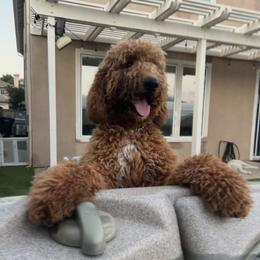 Labradoodle All Grown Up from BabySweet Labradoodles