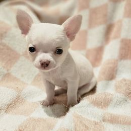 Tinsel - Cream and white female Chihuahua puppy in Joliet, Illinois from Chihuahua and frenchie favs