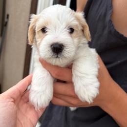 Alfie - Parti male Miniature Schnauzer puppy in Corona, California from 92882 Schnauzerville