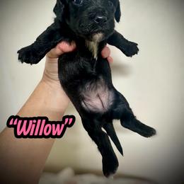 Willow - Black and white female Assorted Doodle Crosses puppy in Coal City, Indiana from Angel Blue Dogs