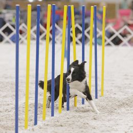 Border Collies from Veri Border Collies