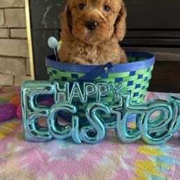 Ben - Red male Cockapoo puppy in Connersville, Indiana from MoonShine Babies