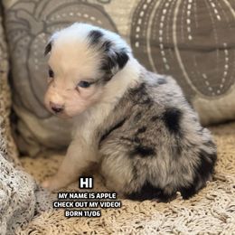 Apple - Blue merle female Australian Shepherd puppy in Bethany, Connecticut from Wynter Thyme Manor Australian shepherds