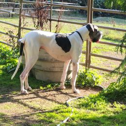 Frank - Mantle merle male Great Dane puppy in Gig Harbor, Washington from Lakaya Danes