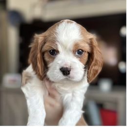 Boy 4 - Blenheim Cavalier King Charles Spaniel puppy in Lambertville, Michigan from Dream Dog LLC