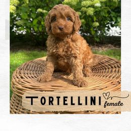 Tortellini - Red female Australian Labradoodle puppy in Mendon, Massachusetts from New England Labradoodles