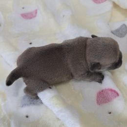 Fawn Girl - Fawn female Pug puppy in Pinson, Alabama from Circus Pugs & Frenchies