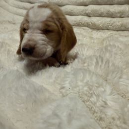 Basset Hound Puppies from CK Beagles & Bassets