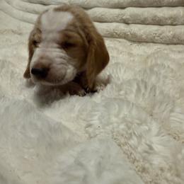Basset Hound Puppies from CK Beagles & Bassets