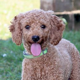 Cavapoos, Poodles, and Springerdoodles from Sugarland Puppies