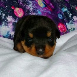 Rottweiler Puppies from Von Hunter Rottweilers