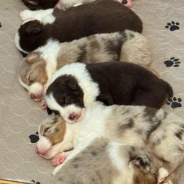 Red Merle Female - Red merle female Australian Shepherd puppy in Rolla, Missouri from Lazy J Aussies