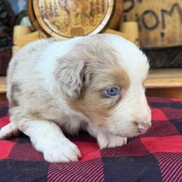 Bridle - Red merle female Australian Shepherd puppy in Boise, Idaho from Black Canyon Corral Aussies