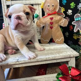 Crumpet - Seal and white male Boston Terrier puppy in Star, North Carolina from Meatloaf's Boston