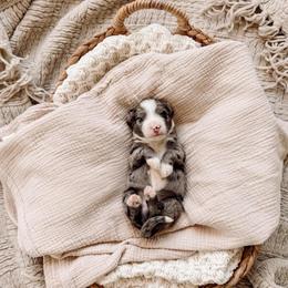 Light Blue - Merle female Bernedoodle puppy in Cold Spring, Minnesota from A.N.A. Doodles