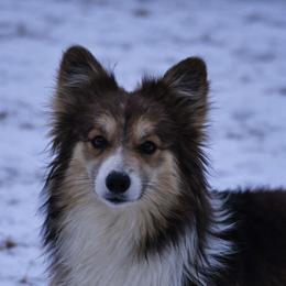 Wade - Pembroke Welsh Corgi